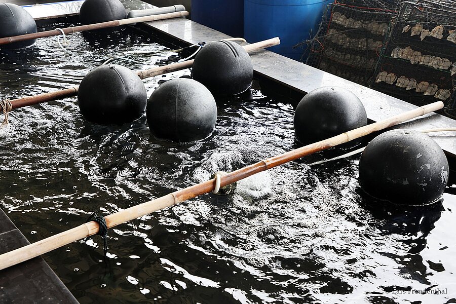 Bewässerungsbecken für Muscheln bei Legend Pearl in Halong-Stadt