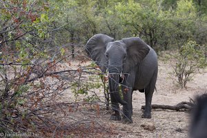 Elefant beim Shingwedzi-Camp