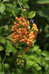 Früchte im Botanischen Garten Diamond