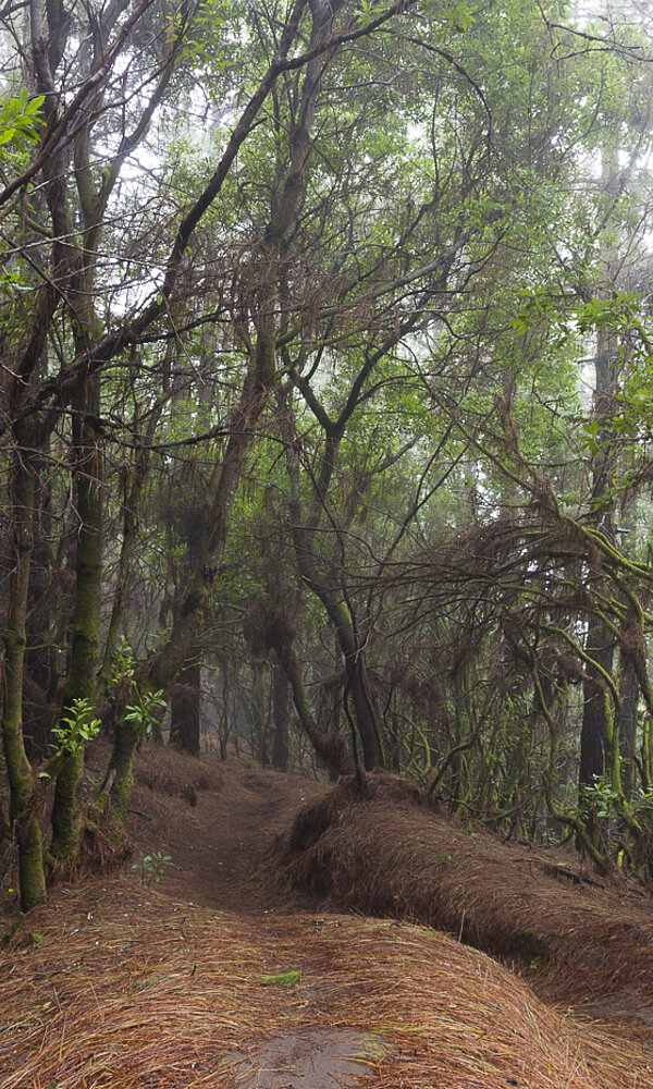 Mystische Wanderwege bei El Pilar