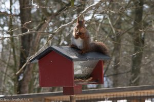 Eichhörnchen bedient sich beim Vogelfutter