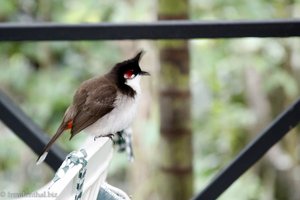 frecher Vogel - Rotohrbülbül auf Mauritius