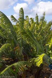Bananenplantage bei Tijarafe