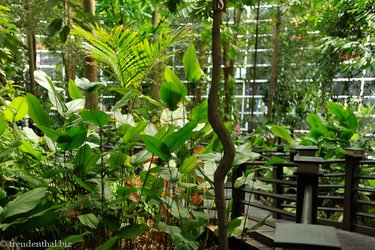 ein kleines Stück Regenwald im Flughafen von Kuala Lumpur