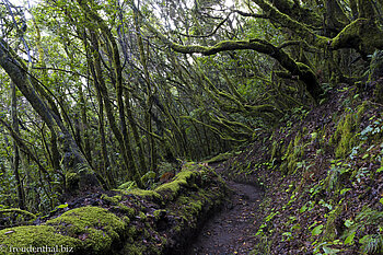 Durch den Wald voller Baumheide