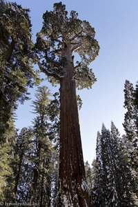 Sequoia Mammutbaum im Kings Canyon Nationalpark