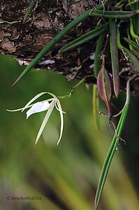 Eine Orchidee an einem Palmenstamm