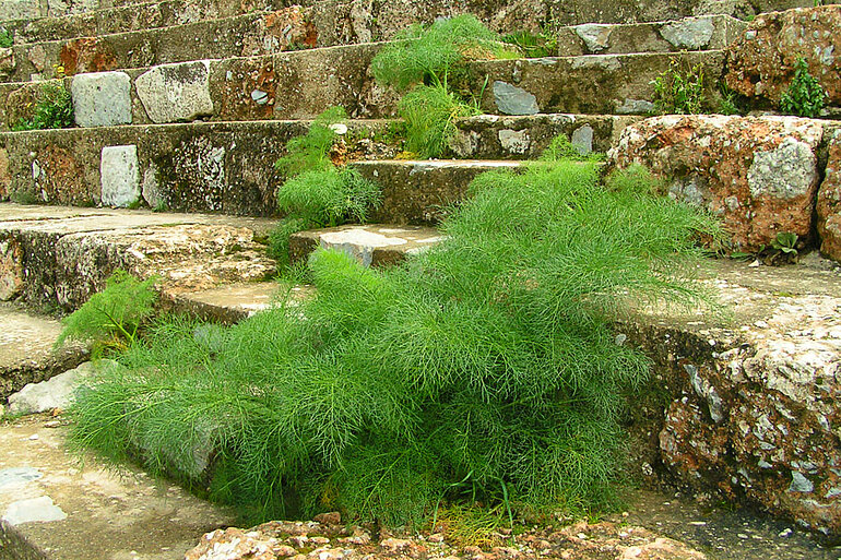 Riesendill im Theater von Ephesos