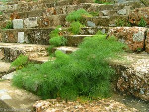 Riesendill im Theater von Ephesos