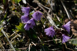 Echtes Alpenglöckchen (Soldanella alpina)