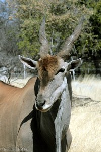 Elenantilope (Taurotragus oryx) beim Otjikoto Lake