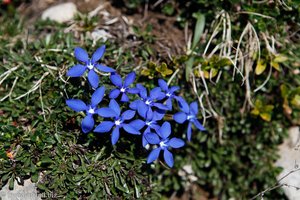 Frühlings-Enzian, auch Schusternagerl oder Himmelsstengel (Gentiana verna))
