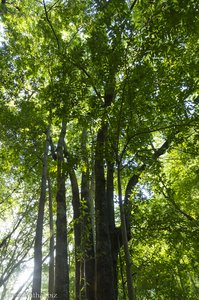 Im Lorbeerwald von Los Tilos