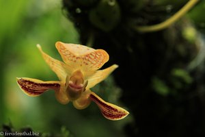 Orchidee mit Wackelblüte