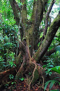 Auf dem Sendero El Ceibo im Nationalpark Vulkan Arenal