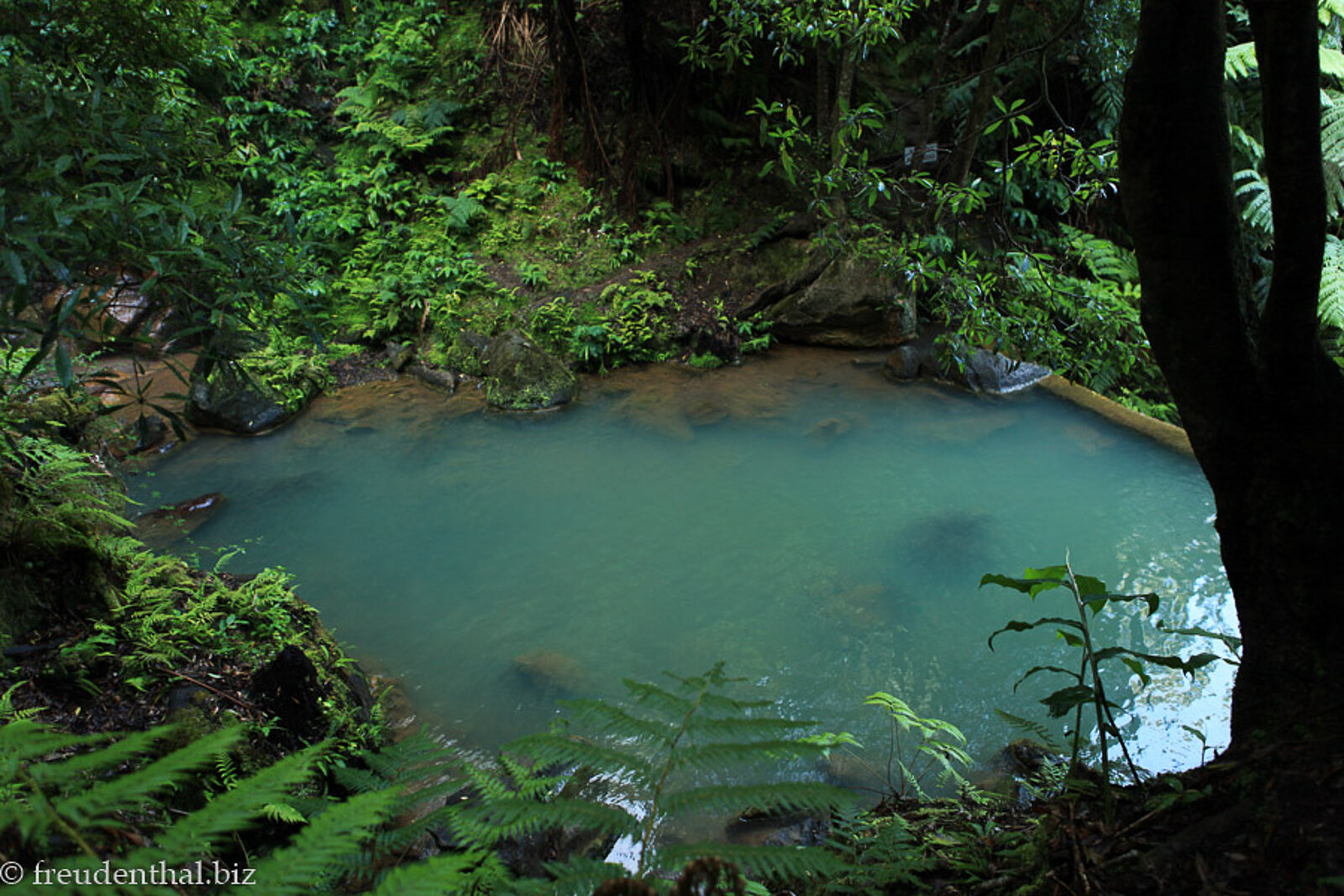 Grünblaues Wasser im Naturschwimmbecken in der stark bewaldeten Caldeira Velha auf der Azoreninsel São Miguel