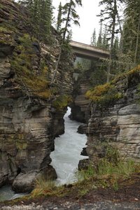 Blick durch den Athabasca Canyon