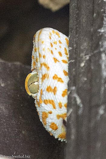 Tokeh – großer Gecko schützt uns vor Ungeziefer in Laos