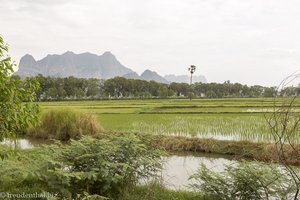 Reisfelder bei der Kawgun-Höhle