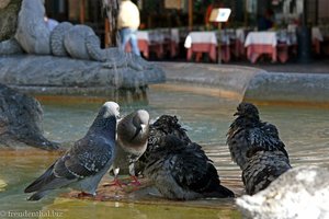 Tauben im Brunnen auf der Piazza della Rotonda