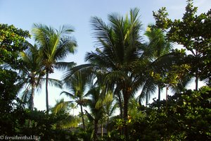 Palmenaussicht von unserem Zimmer