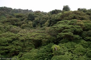 Blick auf das dichte Blätterdach im Selvatura Park