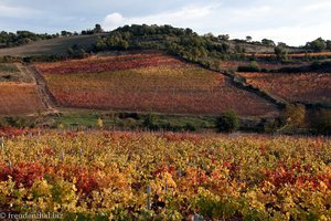 Weinberg im Herbst