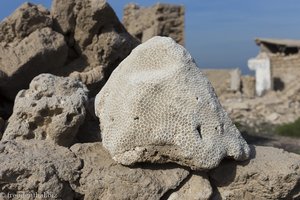 Korallengestein bei Al Jazirah Al Hamra im Emirat Ras al Khaimah