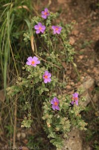 Blüten am Wegrand (Fingerstrauch?)