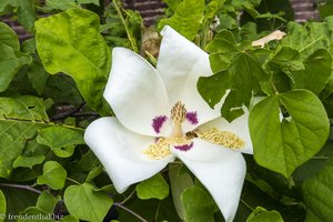 Magnolienblüte beim High Line Park in Chelsea