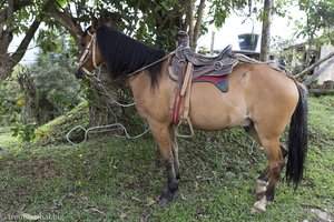 Schönes Pferd für den Reitausflug bei San Agustín.