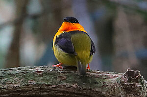 Auch schön - der Orangefarbene Manakin