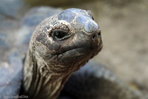 natürlich, eine Schildkröte