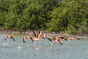 Flamingos in der Laguna de las Salinas