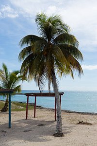 Eine Palma an der Playa Larga