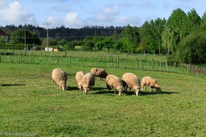 Schafe auf dem Jakobsweg