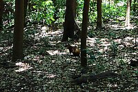 Ein Aguti im Wald beim Río Blanco