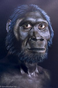 Homo habilis im Museum der Sterkfontein Caves 