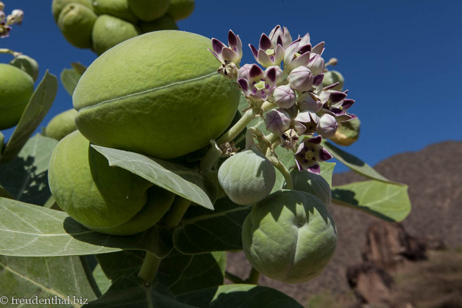 Blüte und Frucht des Satansapfels im Süden von Äthiopien
