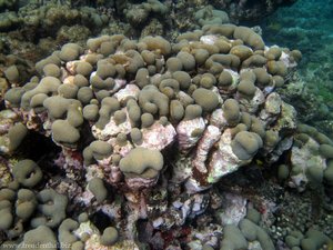 Korallen bei Sandy Island