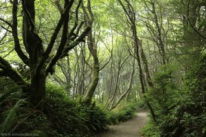 gemäßigter Regenwald beim Pacific Rim Nationalpark