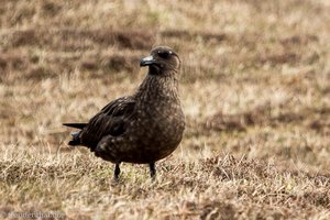 Große Raubmöwe - Stercorarius skua - Great Skua