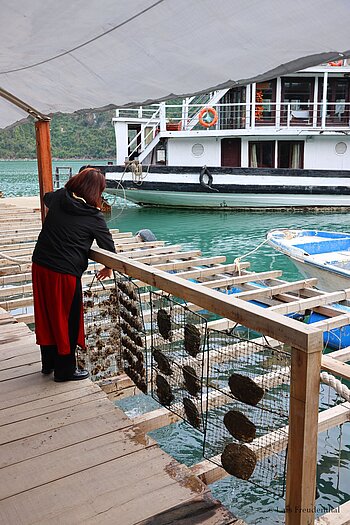 Eine Arbeiterin holt die Muschelkäfige aus dem Wasser der Halong-Bucht
