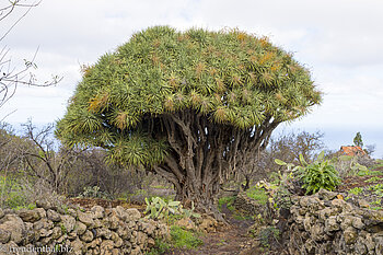 Drachenbäume auf La Palmahat seine Eigenarten Dracaena draco – Drachenbäume La Palma