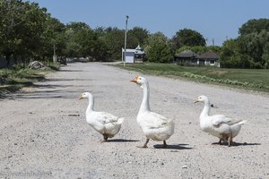 Gänse auf der Straße bei Noroceni