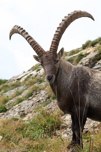 Steinbock