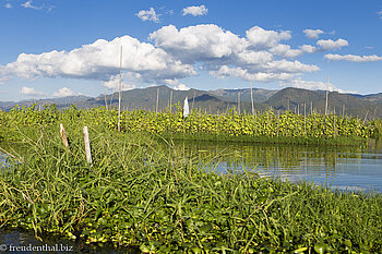Schwimmende Gärten - viel Grün auf dem Inle-See
