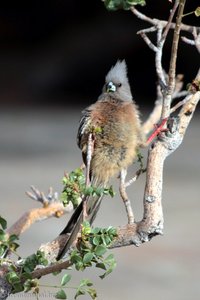 Weißrückenmausvogel bei der Namib Desert Lodge