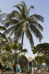 Raben in Palmen beim Hilton Salalah Resort im Oman