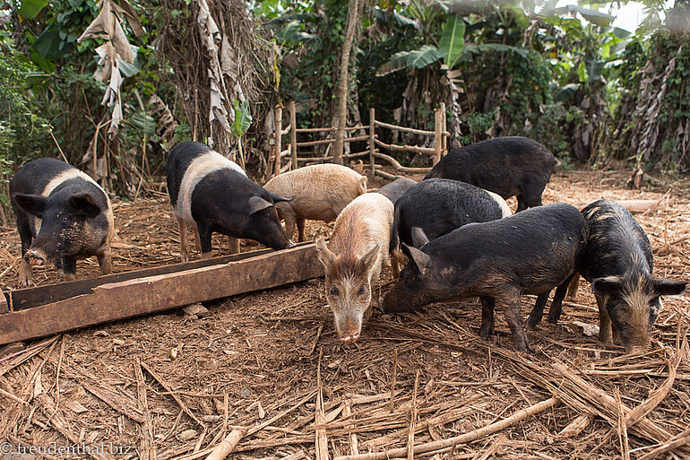 Schweine beim Bauernhof im Tal von Viñales